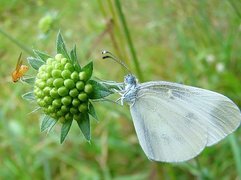 Oryginalny obrazek