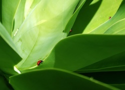 Oryginalny obrazek