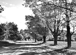 Szary + Sepia