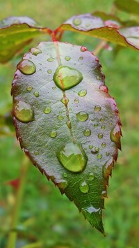 Oryginalny obrazek