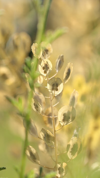 Oryginalny obrazek