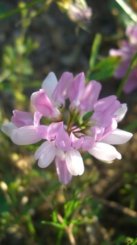 Oryginalny obrazek