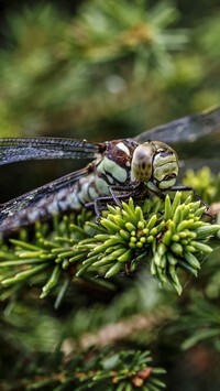 Oryginalny obrazek