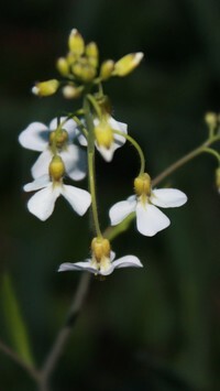 Oryginalny obrazek