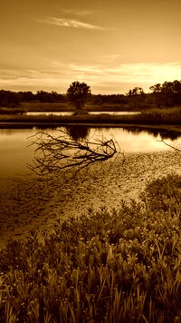 Sepia