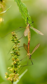 Oryginalny obrazek