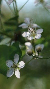 Oryginalny obrazek