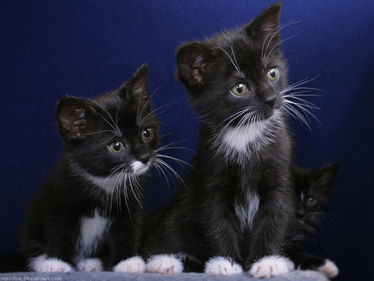 Три черных котенка