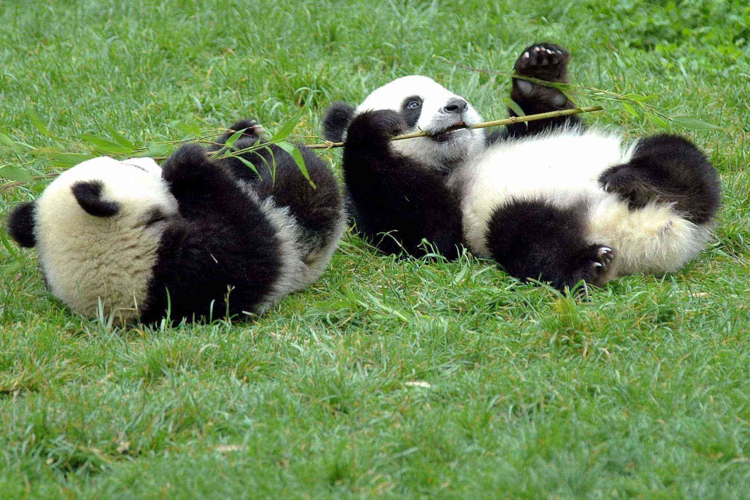 За поведением панды во время кормления. Панды. Большая Панда. Лапа панды. Панда хвостик.