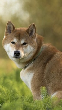 Akita inu na trawie