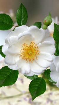 Biała dzika róża w 2D