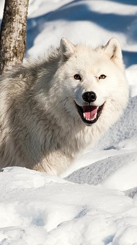 Biały wilk w śniegu