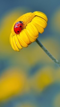 Biedronka na żółtym kwiatku