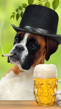 Bokser w kapeluszu z kuflem piwa i papierosem