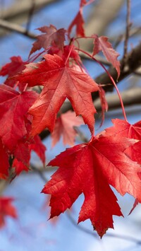 Czerwone liście klonu w zbliżeniu
