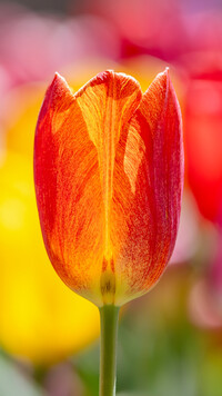 Czerwono-żółty tulipan