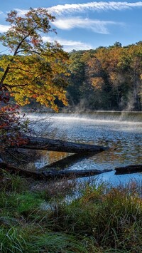 Drzewa nad jeziorem Ogle Lake