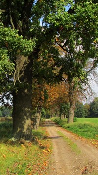 Drzewa nad polną drogą