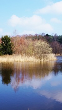 Drzewa nad wodą