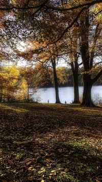 Drzewa nad wodą w parku