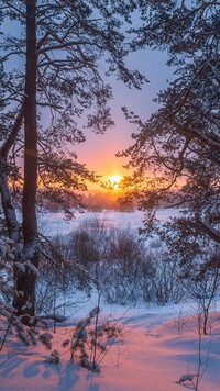 Drzewa w śniegu na tle zachodu słońca