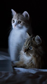 Dwa kotki