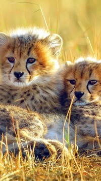 Dwa małe gepardy odpoczywające na trawie