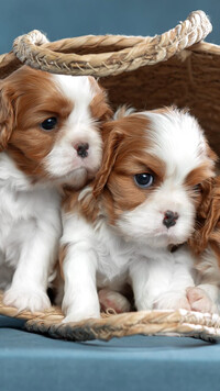 Dwa szczeniaki cavalier king charles spaniel w koszyku