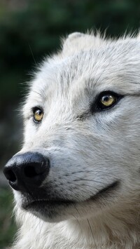 Głowa szarego wilka