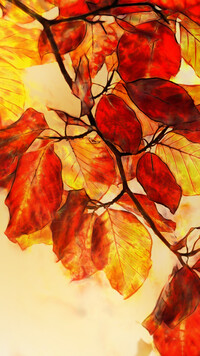 Grafika żółto-czerwonych liści buka