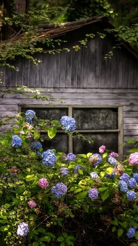 Hortensje przed drewnianym domkiem