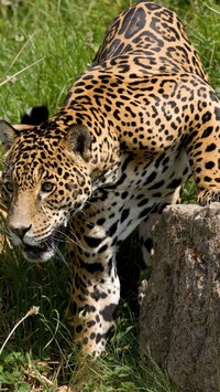 Jaguar na polowaniu