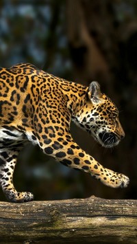 Jaguar spacerujący po kłodzie