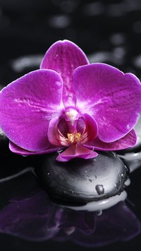 Kamień z orchideą w wodzie