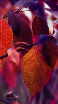 Kolorowe liście