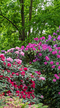 Kolorowe rododendrony