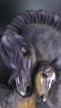 Konie przytulone do siebie