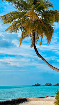 Krzywa palma nad plażą i morzem