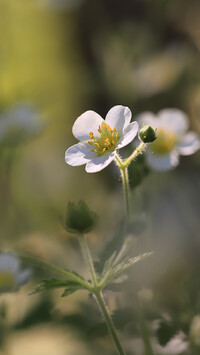 Mały biały kwiatek z pąkiem