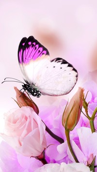 Motylek muskający kwiatek