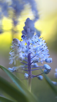 Niebieski kwiat cebulicy dalmatyńskiej