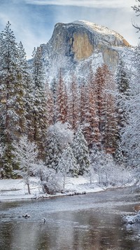 Ośnieżone drzewa na tle gór w Parku Narodowym Yosemite