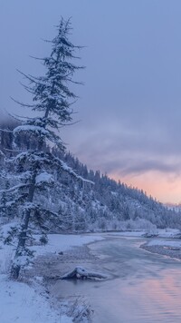 Ośnieżone drzewa nad rzeką