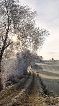 Oszronione pole i drzewa