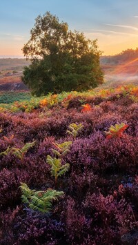 Paprocie i drzewo na wrzosowisku w Parku Narodowym New Forest w Anglii