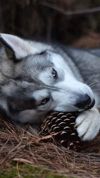 Pies husky bawiący się szyszką