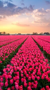 Plantacja czerwonych tulipanów