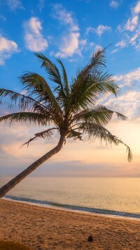 Pochylona palma na plaży