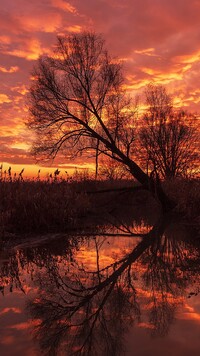 Pochylone drzewo nad rzeką