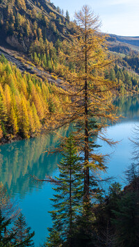 Pożółkłe drzewa nad jeziorem Lac de Tseuzier